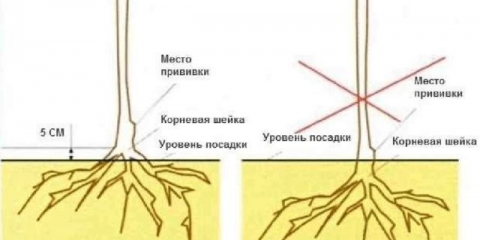 Kora na mladom stablu jabuke puca: šta da se radi